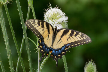 Butterfly 2020-88 / Tiger Swallowtail (Papilio glaucus)