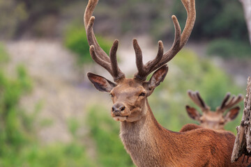 Naklejka na ściany i meble Male deer with big horn