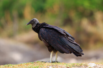 vulture in the wild
