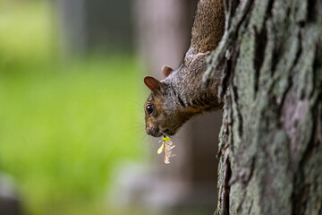 upside down squirrel collecting leaves for its nest on a tree 