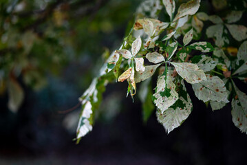 Diseases of trees chestnut horse moth rust plant diseases close-up leaves. Photo in high horse chestnut leaves affected by rust moth disease on a bright green background in ukraine Kyiv symbol of Kyiv