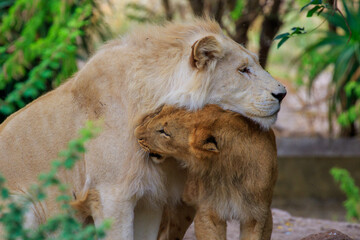 Lion couple in love position