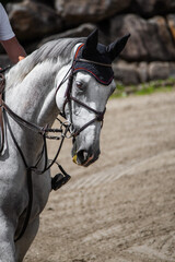 Fototapeta premium portrait of a jumping white horse