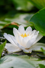 sideview of a white water lily