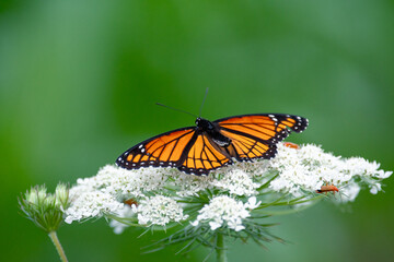side view of a monarch butterfly on a white flower