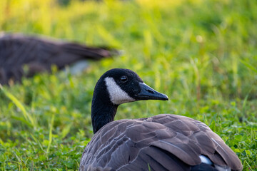 goose resting in the grass