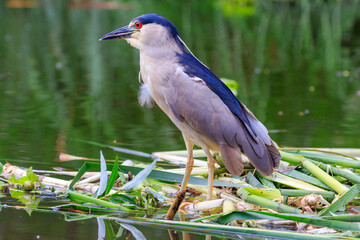 great blue heron