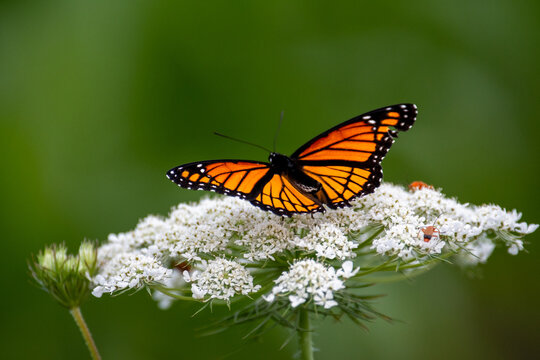 Side View Of A Monarch Butterfly On A White Flower