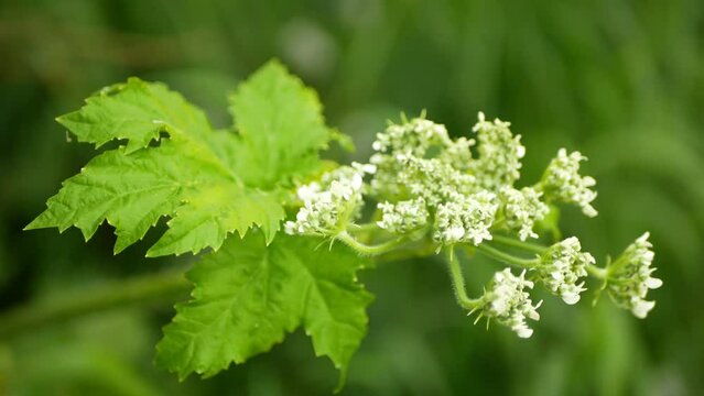 Giant hogweed Heracleum mantegazzianum bloom flower blossom cartwheel-flower, western honey bee flying insects blooming saw achenes invasive Caucasus Eurasia cow parsley hogsbane expansive