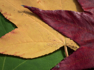 Colorful fall leafs