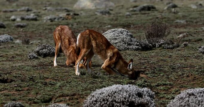 Hunting ethiopian wolf, Canis simensis, Ethiopia wildlife