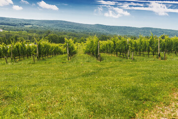 Fototapeta na wymiar Virginia vineyards are juicy in the July sun.