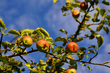 Small red apples on the old apple tree in the sunshine