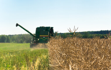 Combine working during harvesting season on large oilseed rape field in late summer. Close up of...