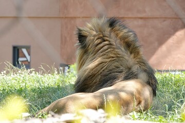 Lion from the back sitting on grass