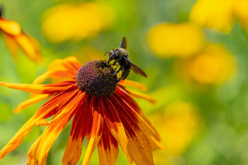 Bumblebee - Xylocopa violacea on rudbeckia flower, copy space, Violet Carpenter bee pollinates a yellow-orange flower in the garden. Slovakia, Europe. Bee background