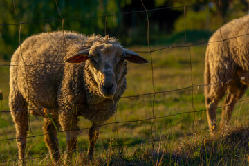 sheep looking through the fence in sunset light, countryside concept