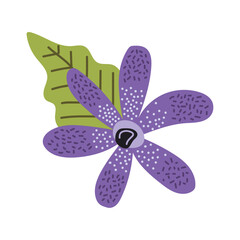 purple color flower garden