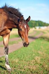 Fototapeta premium A portrait of a bay foal grazes on the pasture on a sunny day. Close-up of a cute molting foal with a white spot grazing in a meadow on the farm