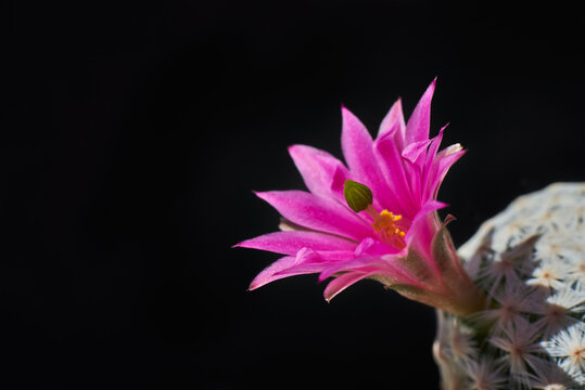 Cactus Mammillaria herrerae blooms with pink flower on dark background. Green small &Ntilde;actus with beautiful flower, selective focus