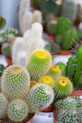 Overhead view of a circular green spiny cactus.Round green cactus, prickly plant, top view, lateral view. Tropical cactus plants with sharp spines growing. Background image of cactus,Golden barrel.