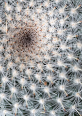 Overhead view of a circular green spiny cactus.Round green cactus, prickly plant, top view, lateral view. Tropical cactus plants with sharp spines growing. Background image of cactus,Golden barrel.