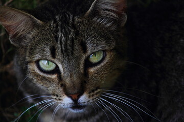 Obraz premium olhar do gato