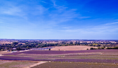 Hitchin lavender field in Ickleford near London, flower-farming vista popular for photos in summer in England