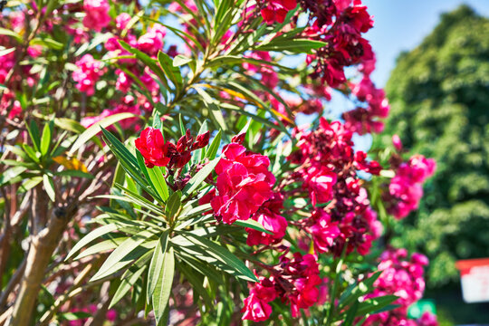 Beautiful oleander flowers image