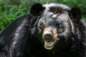 Fototapeta na wymiar Close up Asiatic Black Bear