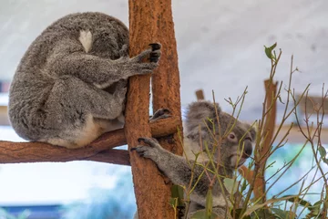 Tafelkleed Koalas from Lone Pine Koala sanctuary in Brisbane © Matt