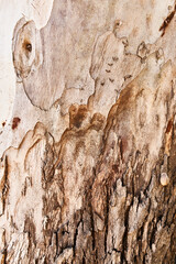  Tree bark texture, natural background