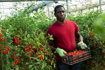 Experienced african american farmer preparing crates with freshly picked red grape tomatoes for storage or delivery to stores in hothouse