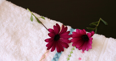Two maroon daisies