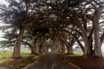 A tree arch with a road