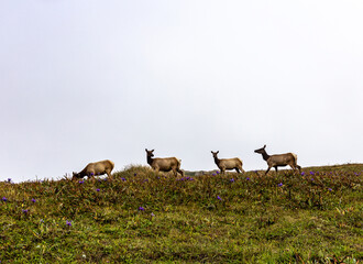 Naklejka na ściany i meble A deers on the hill grazing