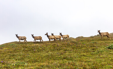 A deers on the hill grazing