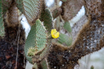 Catcus in bloom, Santa Cruz Galápagos Islands