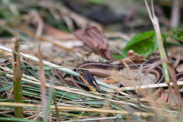Ribbon Snake (Thamnophis sauritus) Garter North American Non-venomous Snake