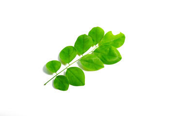 Siamese Rosewood leaves isolated on white background.Dalbergia cochinchinensis Pierre.green leaves isolated on white background.