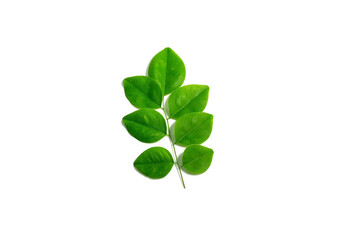 Siamese Rosewood leaves isolated on white background.Dalbergia cochinchinensis Pierre.green leaves isolated on white background.