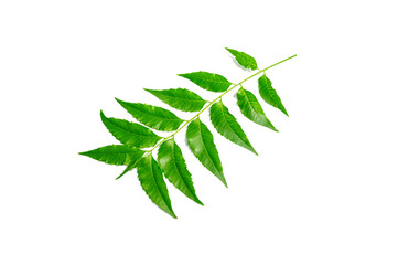 Green leaf isolated on white background.Medicinal Neem Leaves