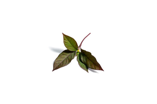 purple Croton leaf isolated on white background.