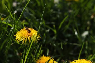 Bee on yellow dandelion flower in green grass, closeup