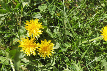 Beautiful yellow dandelions on sunny day, top view