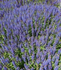 Obraz na płótnie Canvas Lavender flowers