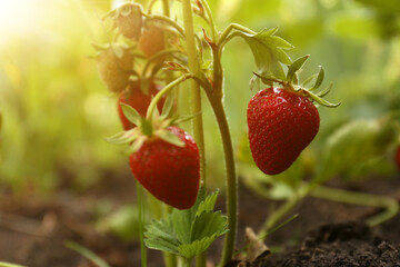 Strawberry plant with ripening berries growing in garden, closeup