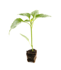 Fresh green pepper seedling isolated on white