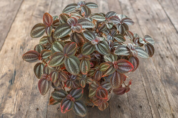 Pilea spruceana plant on wooden table