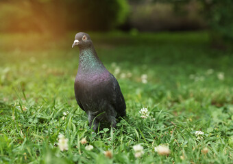 Fototapeta premium Beautiful dark dove on green grass outdoors